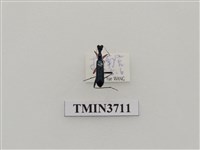 藏品(綠長頸虎甲蟲)的圖片